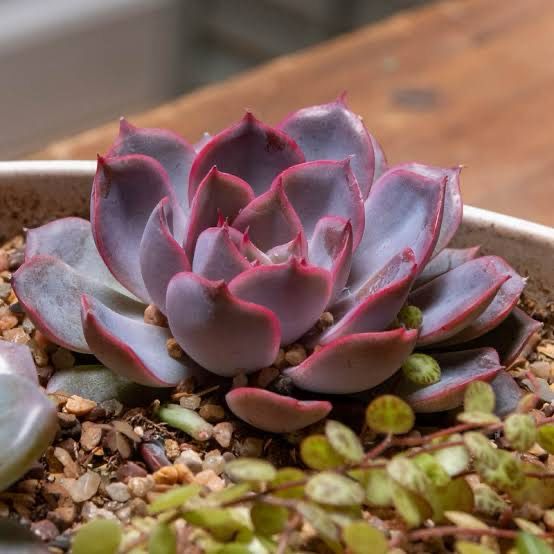 Echeveria Summer