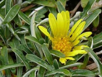 Dymondea Margaretae