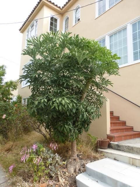 Cussonia Spicata
