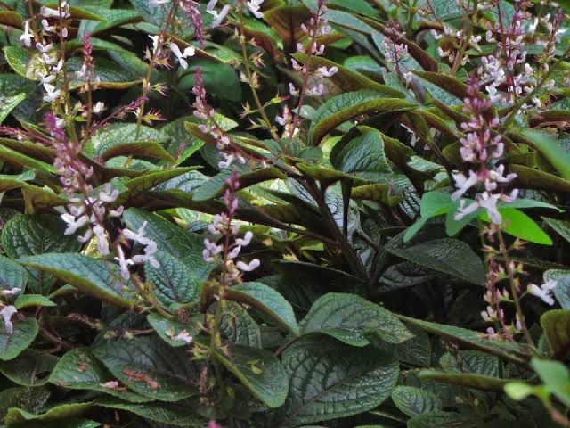 Plectranthus Ciliatus