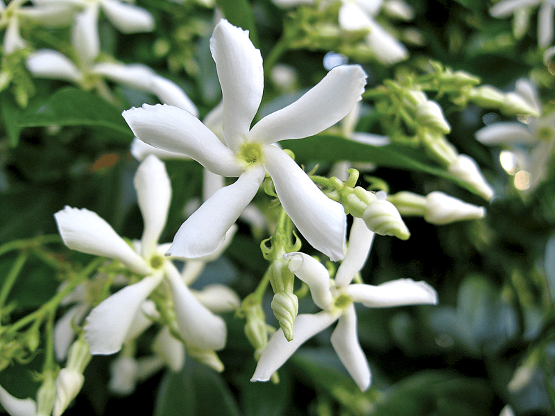 Trachelospermum Jasminoides