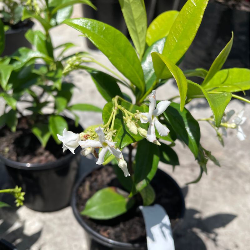 Trachelospermum Jasminoides