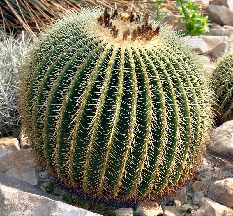Echinocactus Grusonii