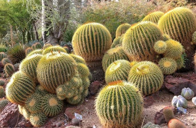 Echinocactus Grusonii