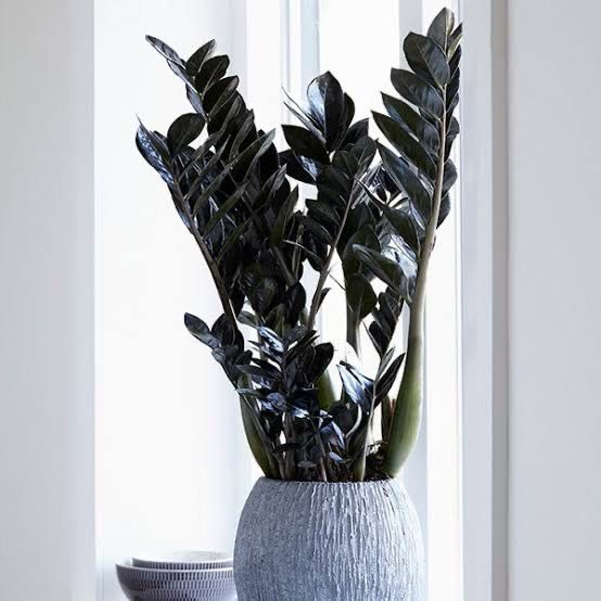 Zamioculcas Raven