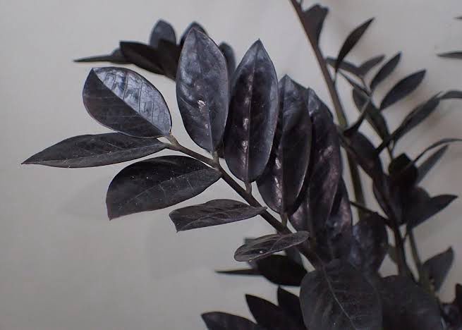 Zamioculcas Raven