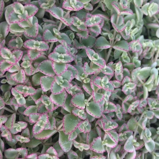 Sedum Little Missy