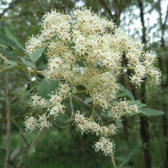 Buddleja saligna 20kg