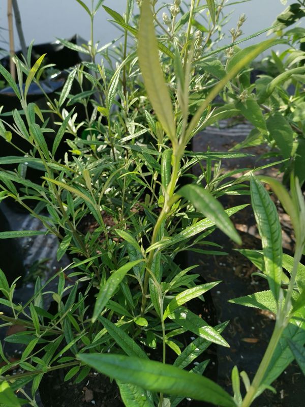Buddleja saligna 20kg