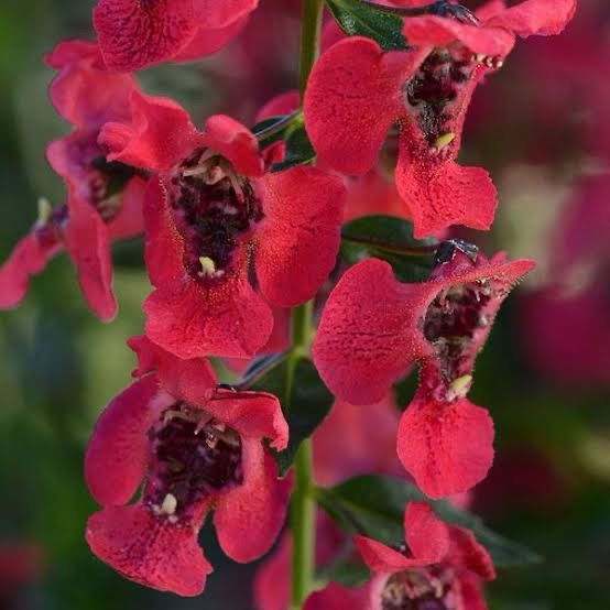 Angelonia Archangel Coral