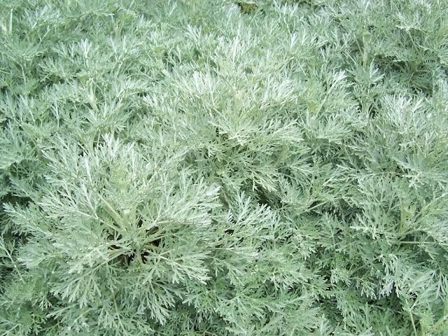 Artemesia Arborecens Powis Castle