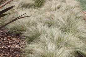 Carex Frosted Curls