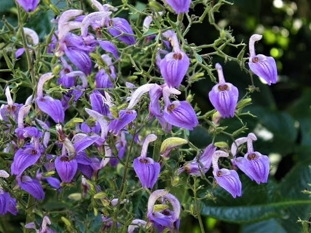 Brilliantsia Subulurgica