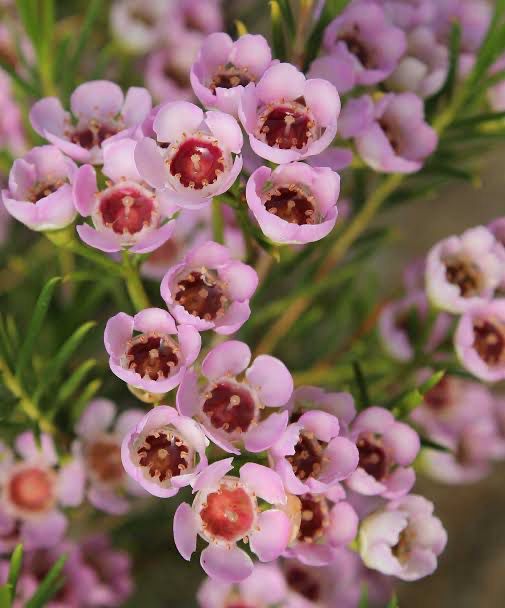 Chamelaucium Jamboree