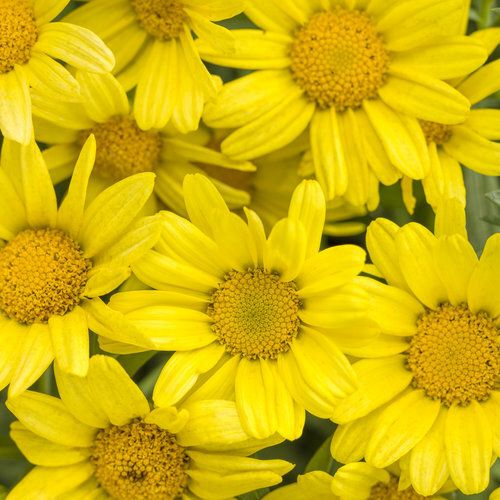 Argyranthemum Butterfly