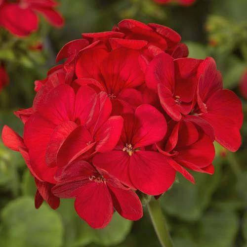 Geranium Multibloom Red