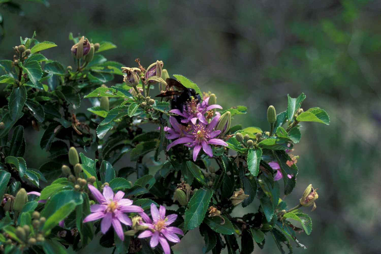 Grewia Occidentalis