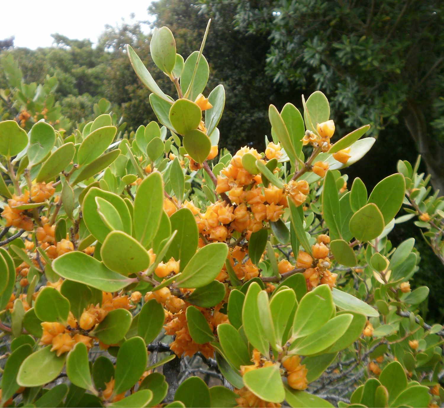 Pterocelastrus Tricuspidatus