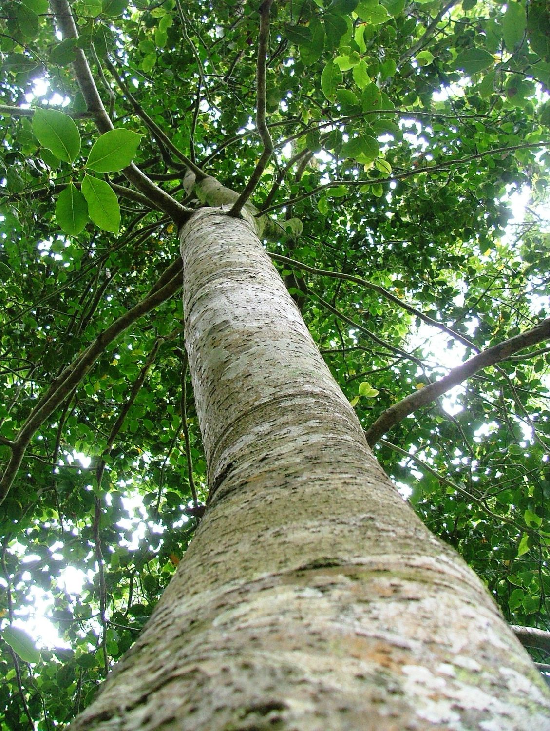 Ocotea Bullata
