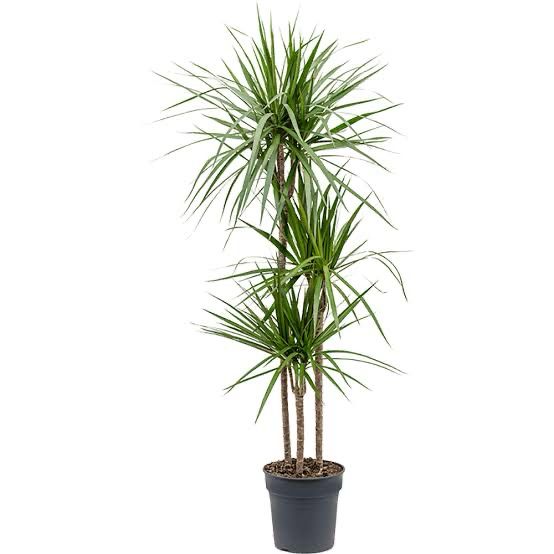 Dracaena Acerifolia