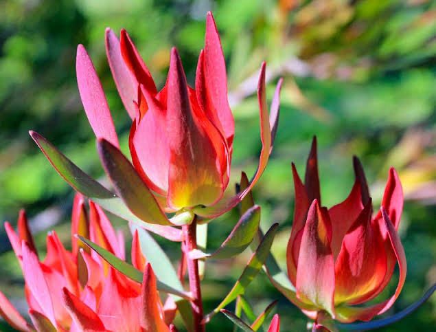 Leucadendron Salignum