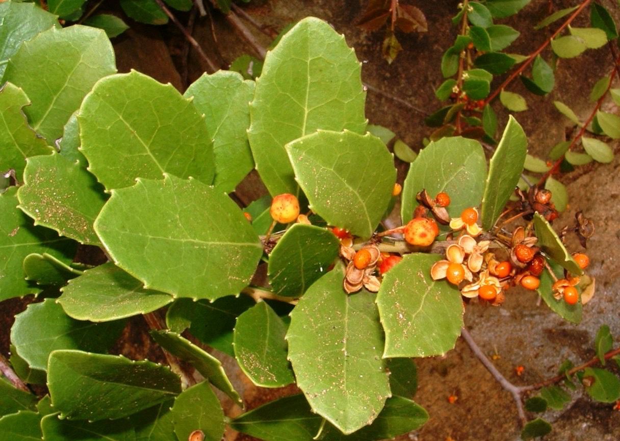 Maytenus Procumbens