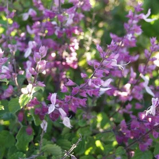 Ocimum Labiatum