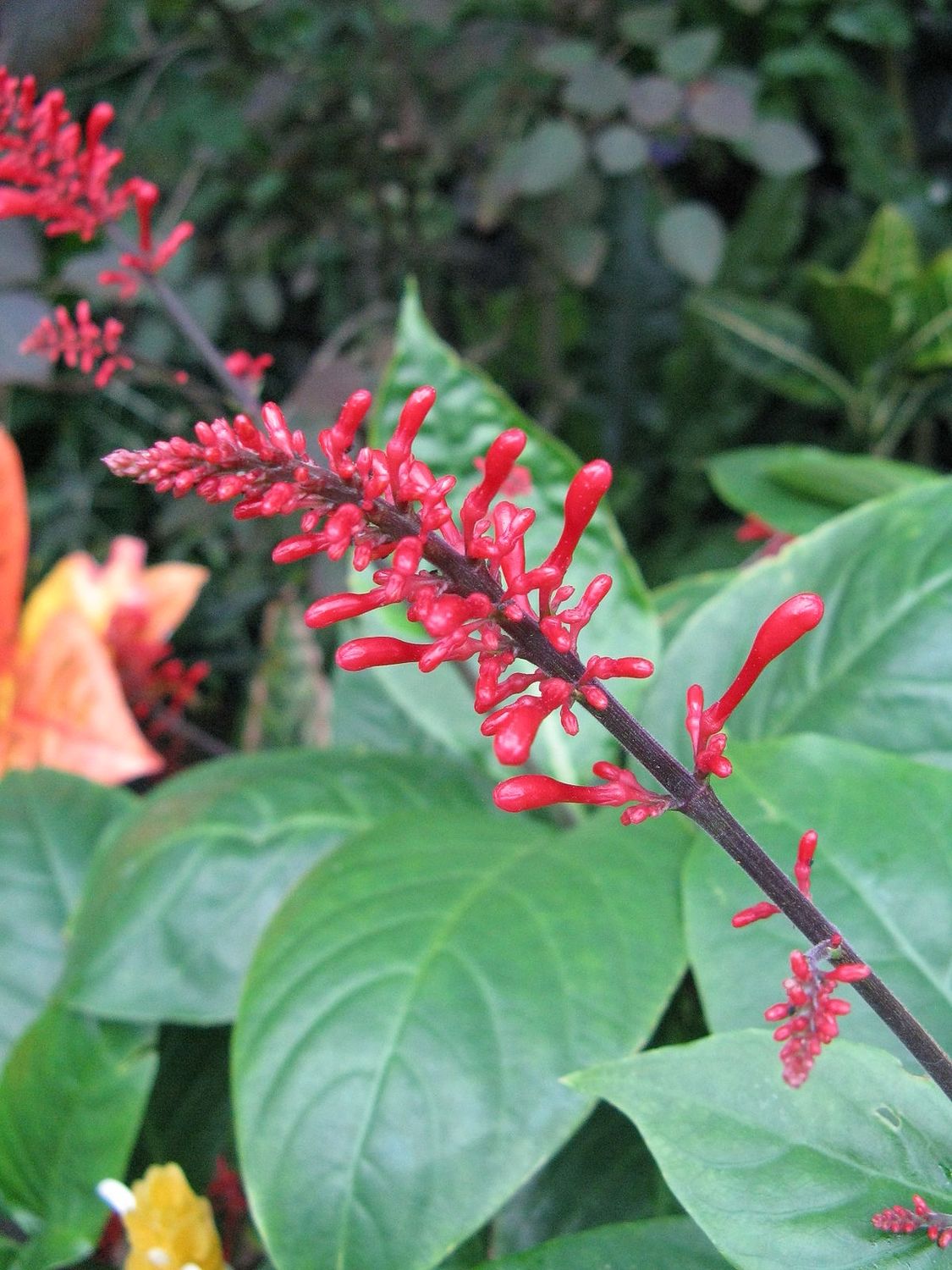Odontenema Strictum