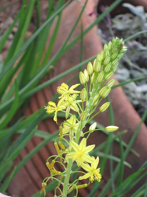 Bulbine Frutescens Yellow