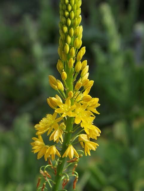 Bulbine Latifolia