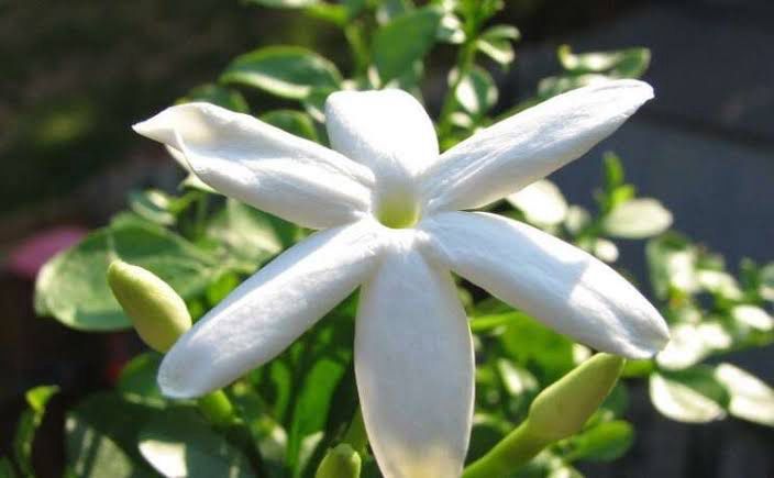 Jasmine Angulare