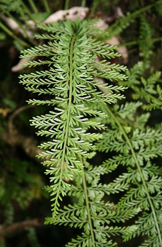 Asplenium Rutifolium