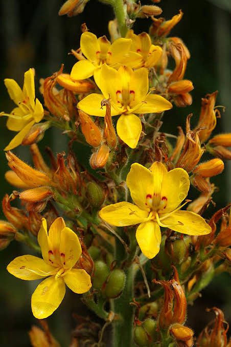Wachendorfia Thyrsiflora