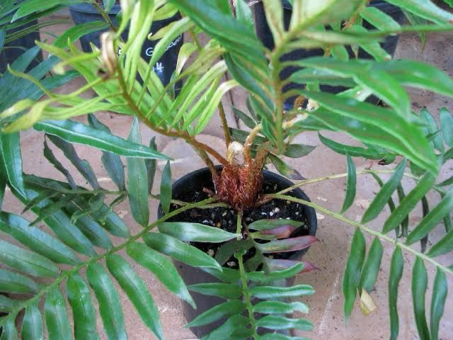 Blechnum Tabulare
