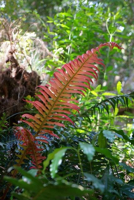 Blechnum Punctulatum