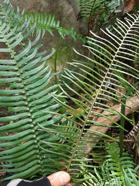 Blechnum Punctulatum