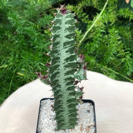 Euphorbia Trigona