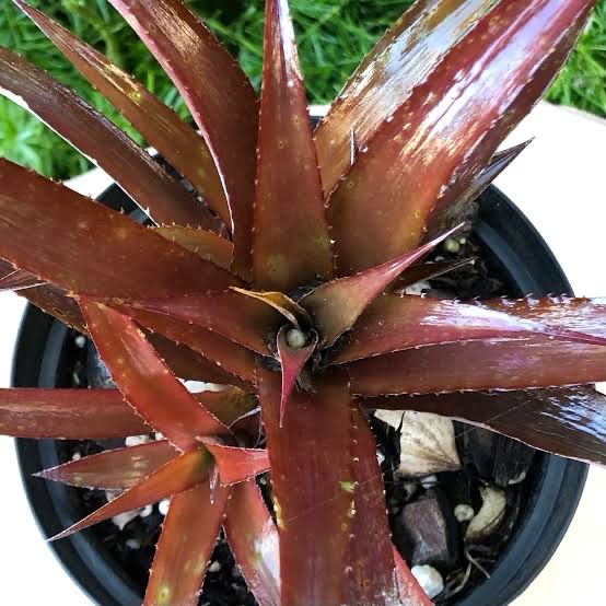 Cryptbergia Bronze