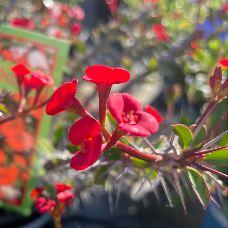 Euphorbia Milii