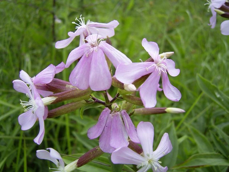 Saponaria Officinalis (Soapwort)