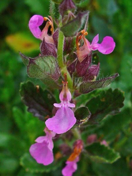 Teucrium Chamaedrys