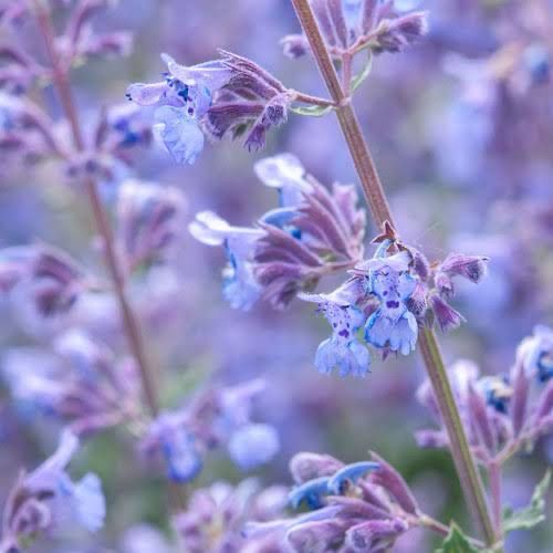 Nepeta mussinii (Catmint)