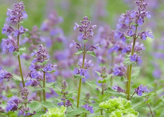 Nepeta mussinii (Catmint)