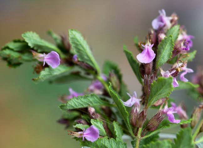 Teucrium Chamaedrys