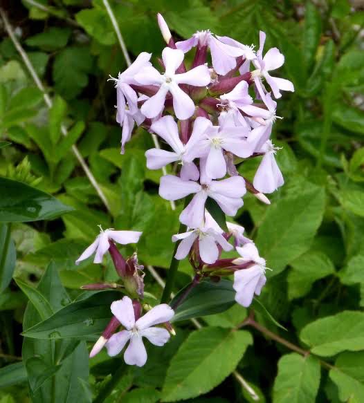 Saponaria Officinalis (Soapwort)