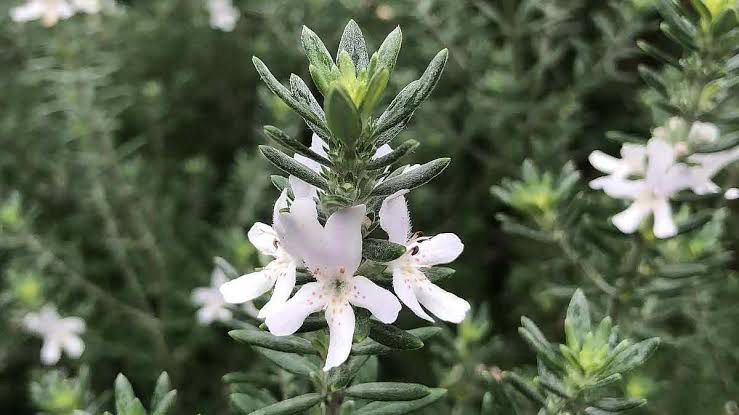 Westringia White