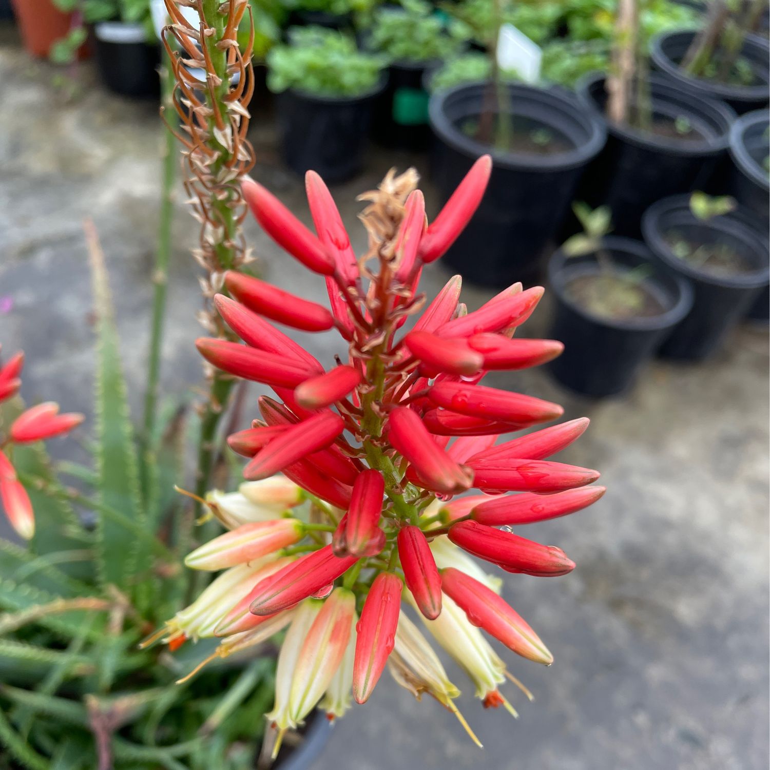 Aloe Bushwhacker