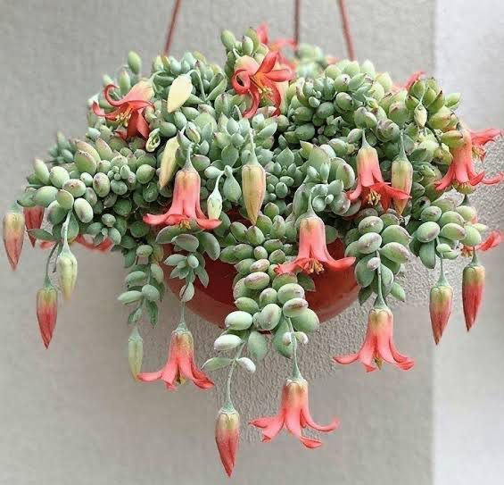 Cotyledon Pendens