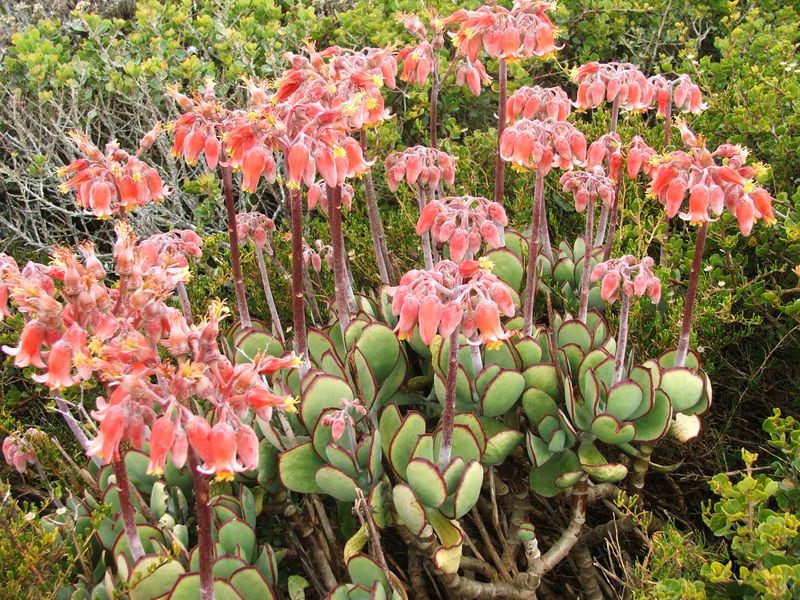 Cotyledon Kudu
