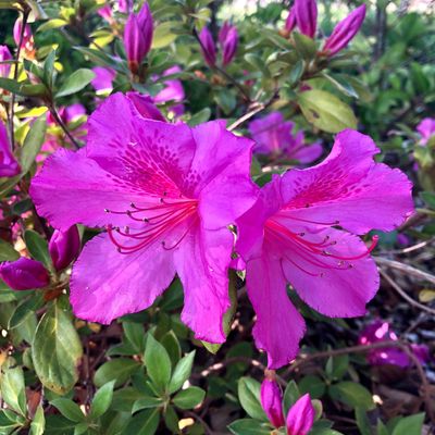 Azalea Magenta